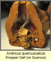 Andricus quercuscalicis, Knopper Gall