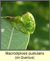 Macrodiplosis pustularis