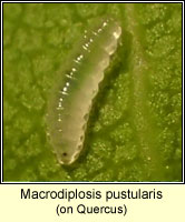 Macrodiplosis pustularis