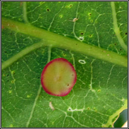 Neuroterus albipes, Smooth Spangle Gall