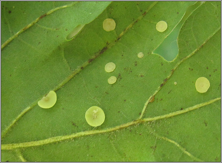 Neuroterus albipes, Smooth Spangle Gall