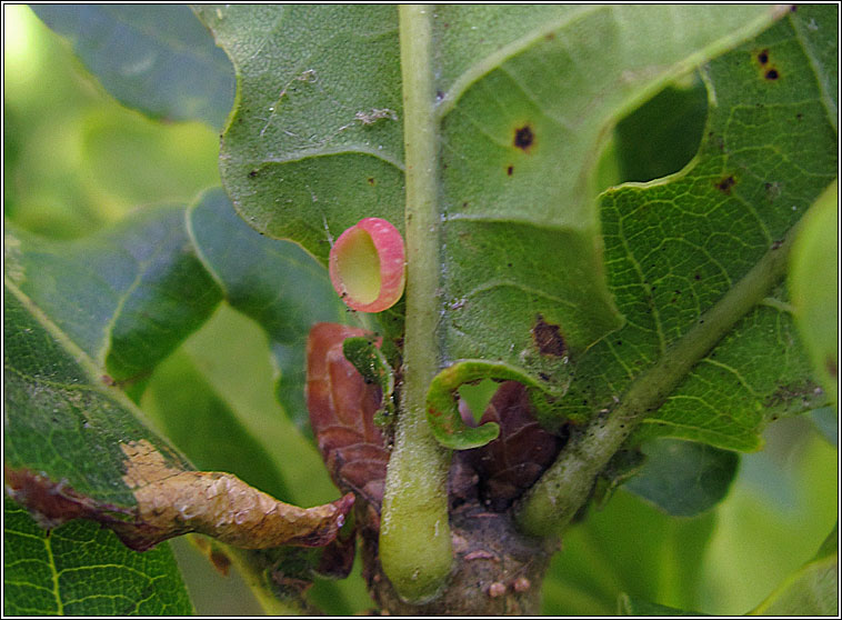 Neuroterus albipes, Smooth Spangle Gall