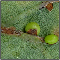 Neuroterus anthracinus, Oyster Gall