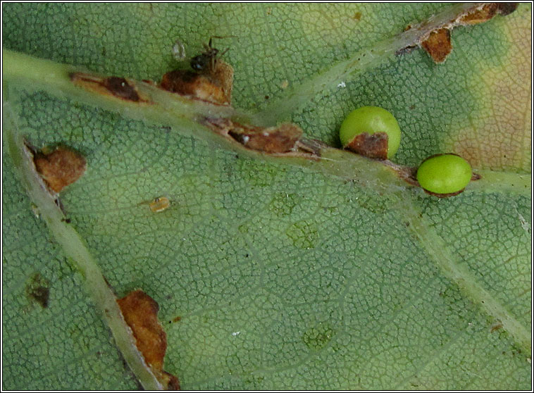 Neuroterus anthracinus, Oyster Gall