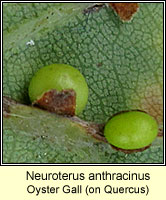 Neuroterus anthracinus, Oyster Gall