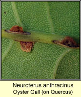 Neuroterus anthracinus, Oyster Gall