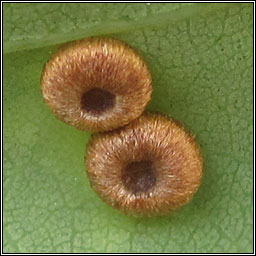 Neuroterus numismalis, Silk button spangle gall