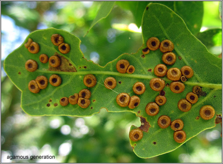 Neuroterus numismalis, Silk button spangle gall