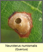 Neuroterus numismalis