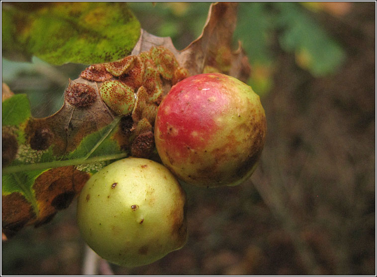 Cynips quercusfolii, Cherry Gall