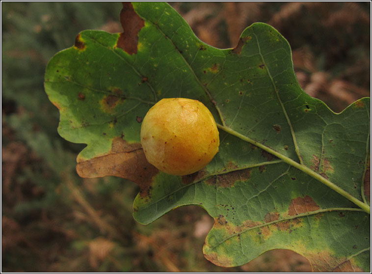 Cynips quercusfolii, Cherry Gall