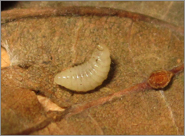 Cynips quercusfolii, Cherry Gall