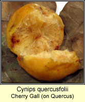 Cynips quercusfolii, Cherry Gall