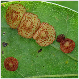 Neuroterus quercusbaccarum, Common Spangle Gall