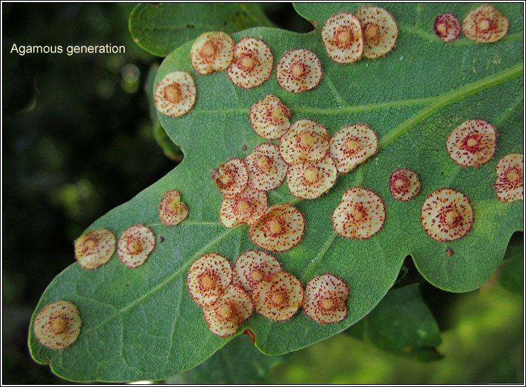 Neuroterus quercusbaccarum, Common Spangle Gall