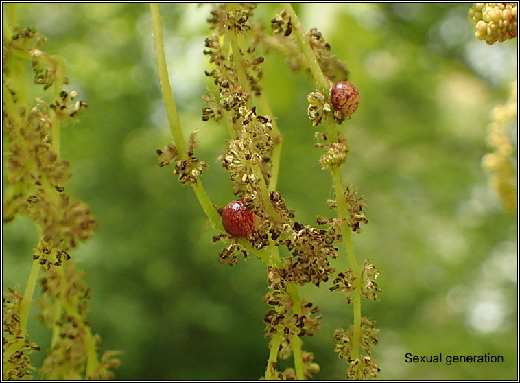 Neuroterus quercusbaccarum, Currant Gall