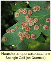 Neuroterus quercusbaccarum, Common Spangle Gall