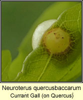 Neuroterus quercusbaccarum, Currant Gall