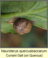 Neuroterus quercusbaccarum, Currant Gall