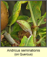 Andricus seminationis