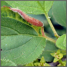 Trichochermes walkeri