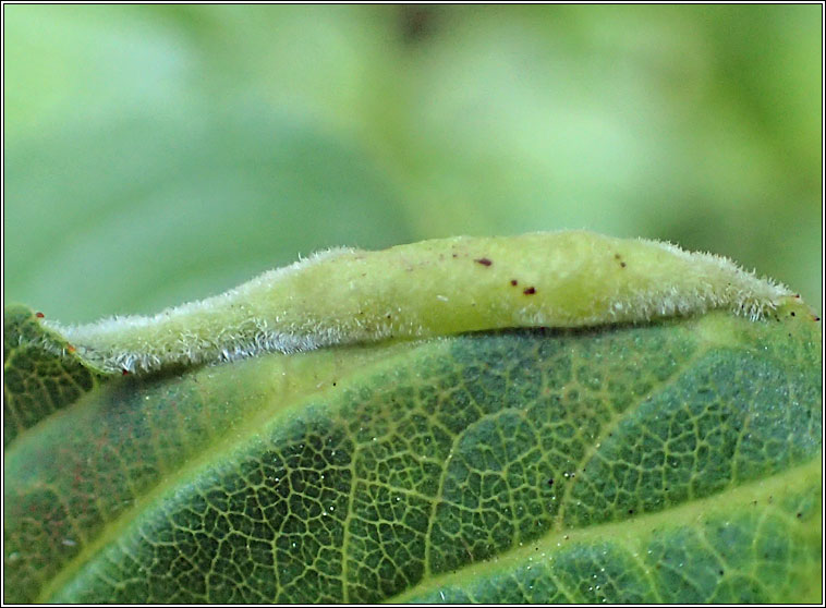 Trichochermes walkeri