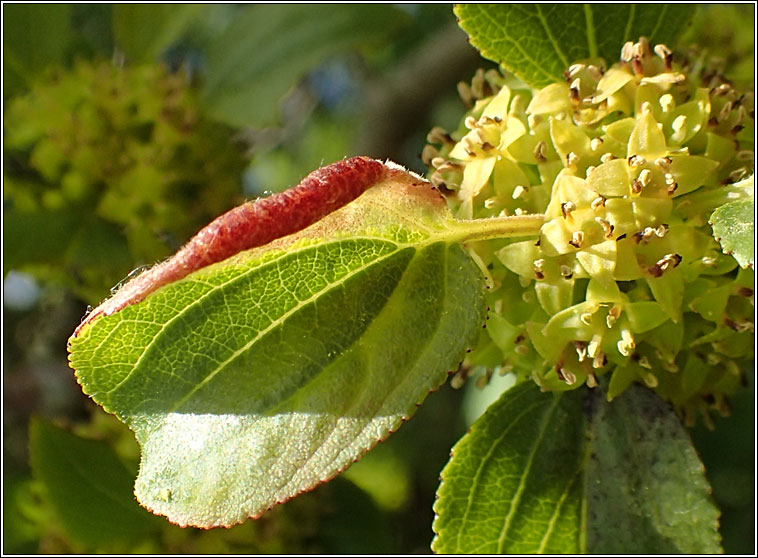 Trichochermes walkeri