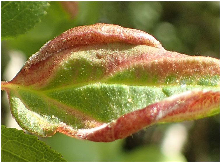 Trichochermes walkeri