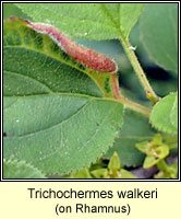 Trichochermes walkeri