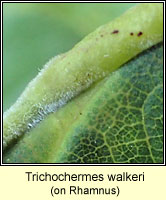 Trichochermes walkeri