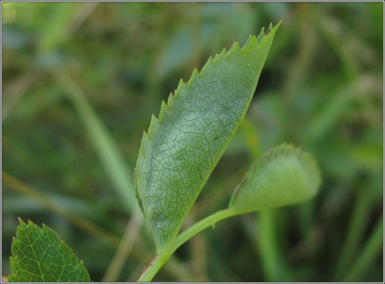 Dasineura rosae