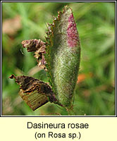 Dasineura rosae