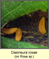 Dasineura rosae