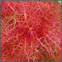 Diplolepis rosae, Robin's Pincushion