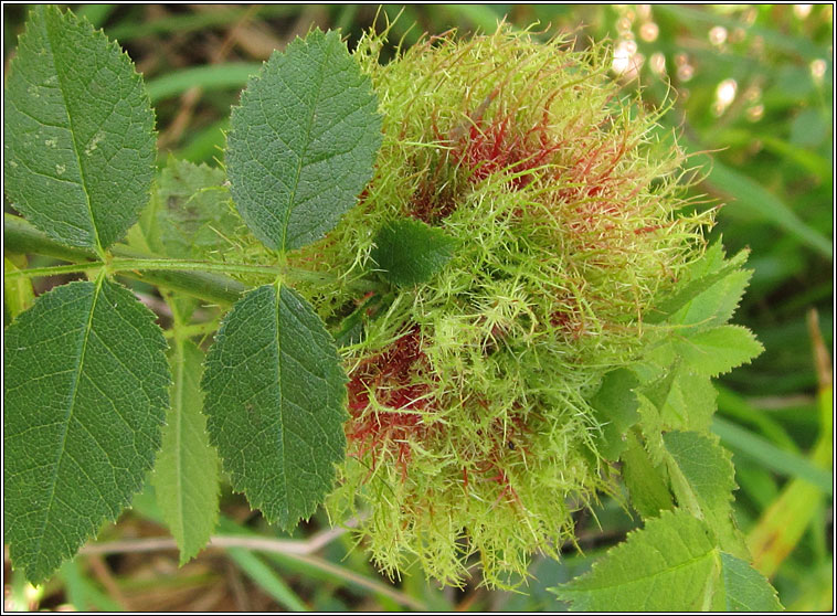 Diplolepis rosae, Robin's Pincushion