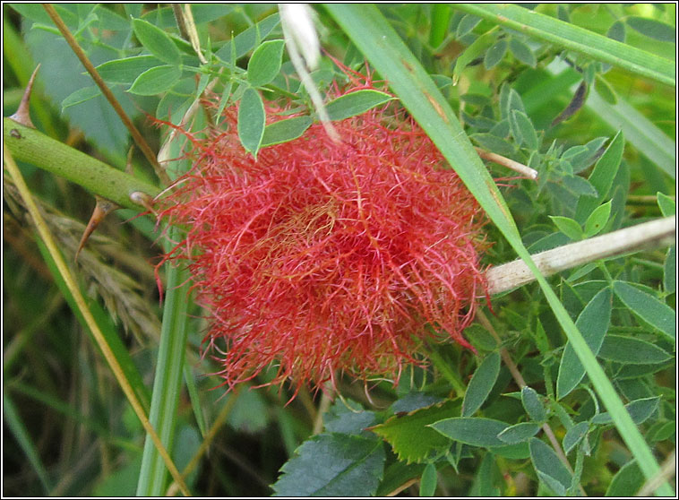 Diplolepis rosae, Robin's Pincushion