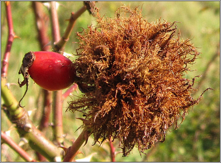 Diplolepis rosae, Robin's Pincushion