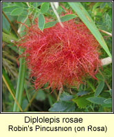 Diplolepis rosae, Robin's Pincushion