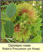 Diplolepis rosae, Robin's Pincushion