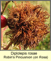 Diplolepis rosae, Robin's Pincushion