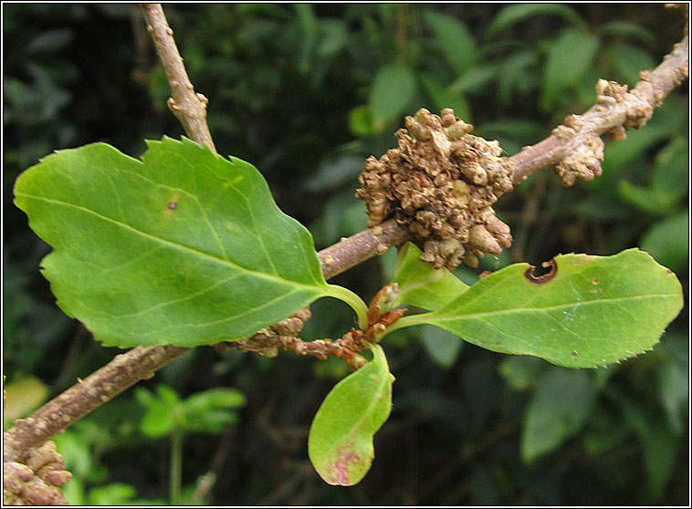 Agrobacterium tumefaciens