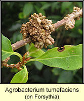 Agrobacterium tumefaciens