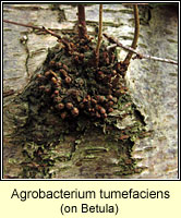 Agrobacterium tumefaciens