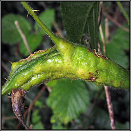 Diastrophus rubi, Bramble Stem Gall