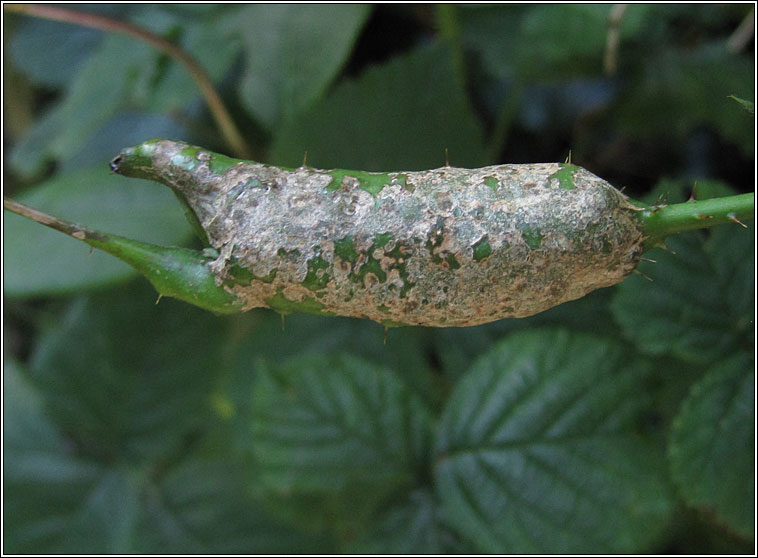 Diastrophus rubi, Bramble Stem Gall