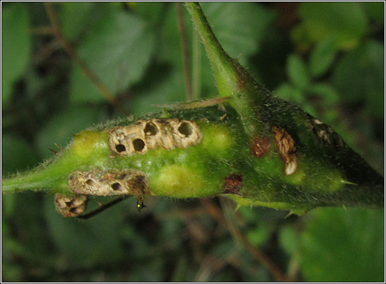 Diastrophus rubi, Bramble Stem Gall