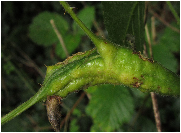 Diastrophus rubi, Bramble Stem Gall