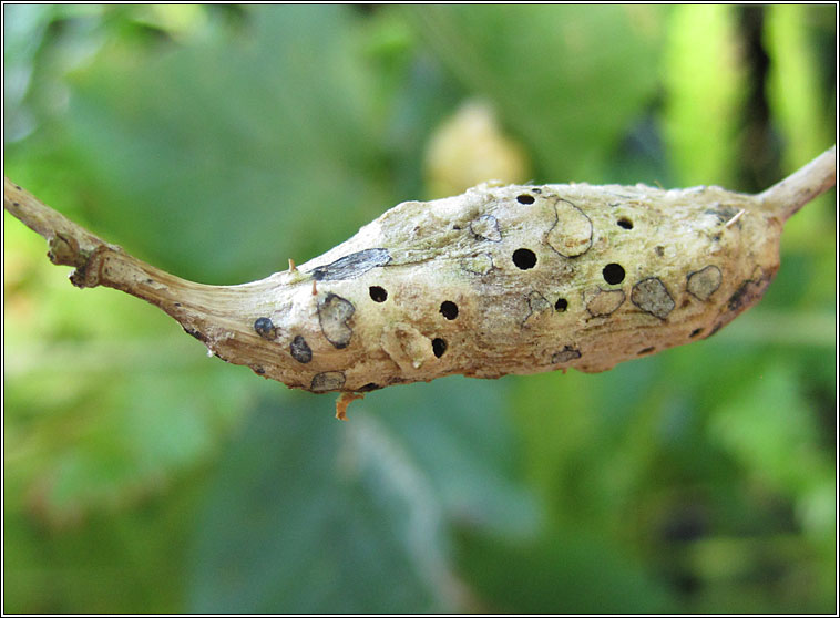 Diastrophus rubi, Bramble Stem Gall