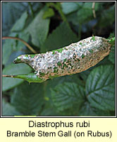 Diastrophus rubi, Bramble Stem Gall