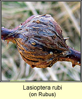 Lasioptera rubi